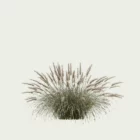 PENNISETUM-HAMELN-T3-herbe-aux-ecouvillons-graminee-studio-l4m-production-visuelle-vegetation-3d