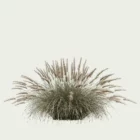 PENNISETUM-HAMELN-T4-herbe-aux-ecouvillons-graminee-studio-l4m-production-visuelle-vegetation-3d