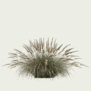 PENNISETUM-HAMELN-T4-herbe-aux-ecouvillons-graminee-studio-l4m-production-visuelle-vegetation-3d
