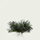 PLUMBAGO-AURICULATA-T1-dentelaire-du-cap-plante-studio-l4m-production-visuelle-vegetation-3d