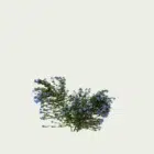 PLUMBAGO-AURICULATA-T1-dentelaire-du-cap-plante-studio-l4m-production-visuelle-vegetation-3d-optimized