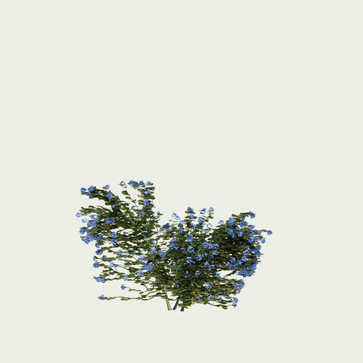 PLUMBAGO-AURICULATA-T1-dentelaire-du-cap-plante-studio-l4m-production-visuelle-vegetation-3d-optimized
