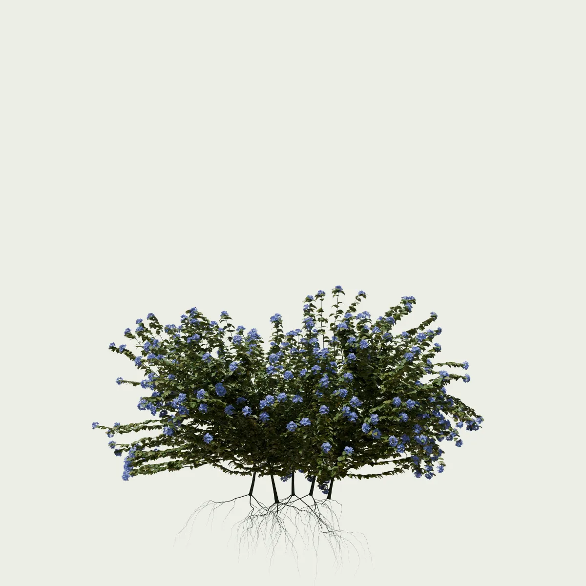 PLUMBAGO-AURICULATA-T1-dentelaire-du-cap-plante-studio-l4m-production-visuelle-vegetation-3d