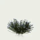 PLUMBAGO-AURICULATA-T2-dentelaire-du-cap-plante-studio-l4m-production-visuelle-vegetation-3d