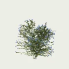 PLUMBAGO-AURICULATA-T2-dentelaire-du-cap-plante-studio-l4m-production-visuelle-vegetation-3d-optimized