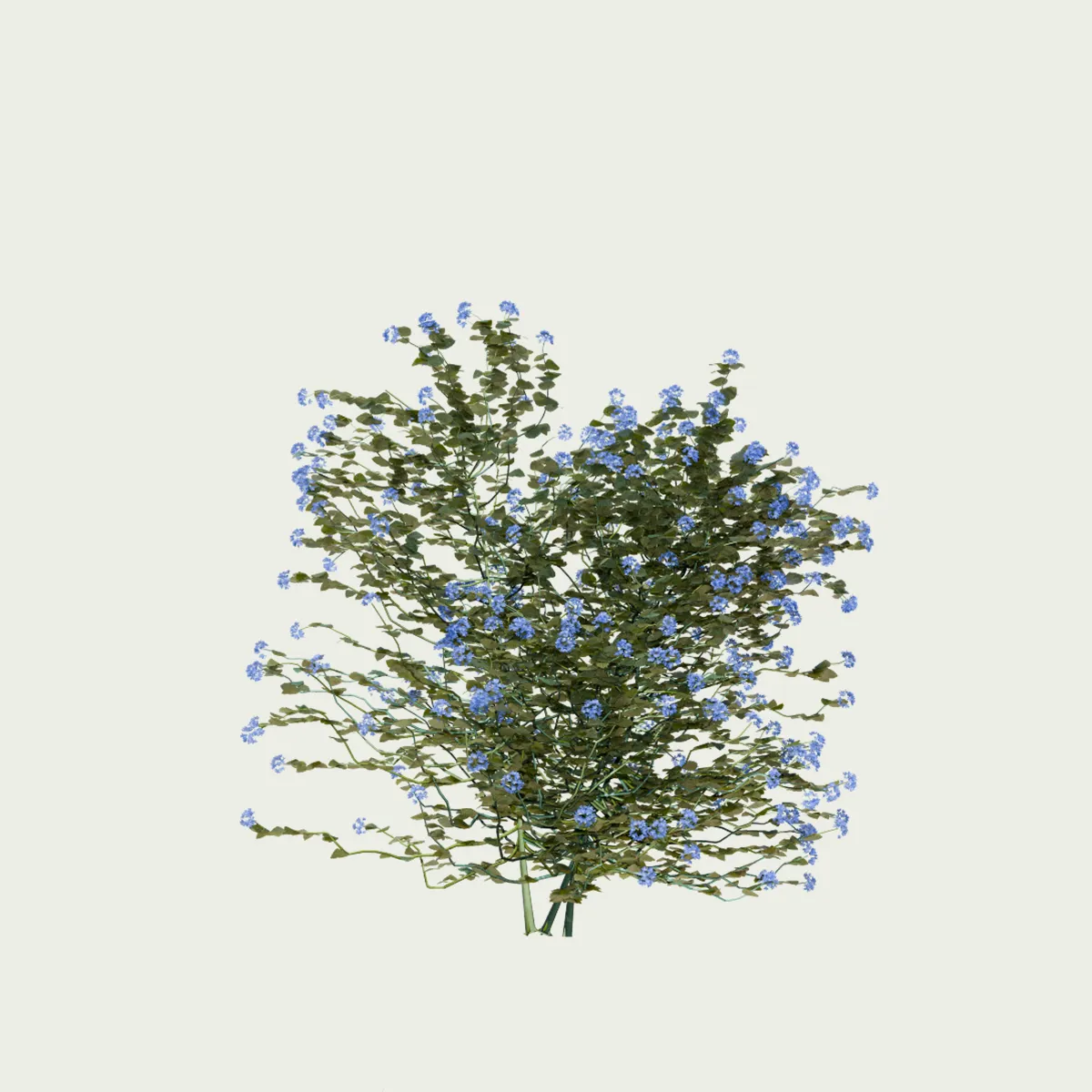 PLUMBAGO-AURICULATA-T2-dentelaire-du-cap-plante-studio-l4m-production-visuelle-vegetation-3d-optimized