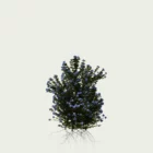 PLUMBAGO-AURICULATA-T3-dentelaire-du-cap-plante-studio-l4m-production-visuelle-vegetation-3d