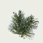 PLUMBAGO-AURICULATA-T3-dentelaire-du-cap-plante-studio-l4m-production-visuelle-vegetation-3d-optimized