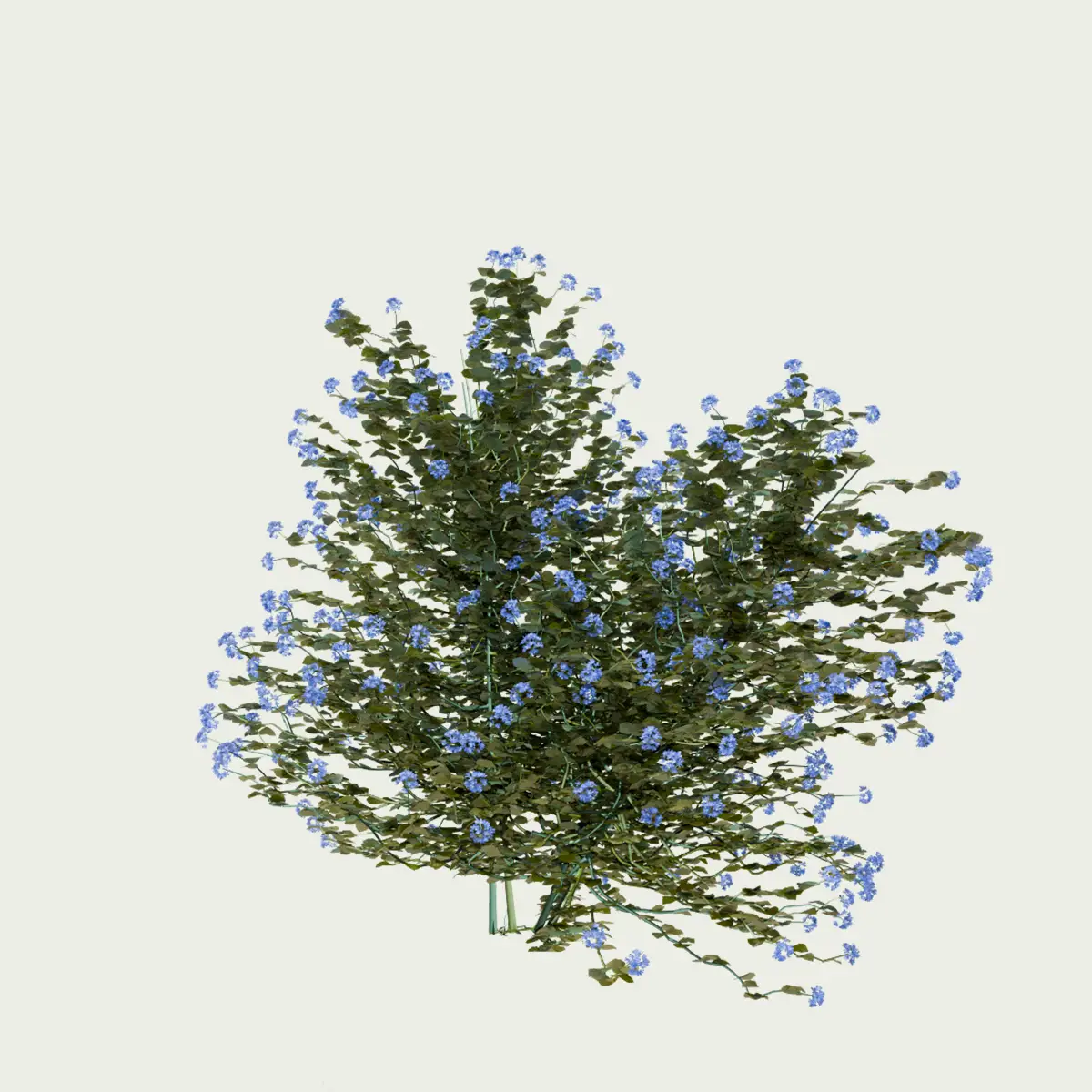 PLUMBAGO-AURICULATA-T3-dentelaire-du-cap-plante-studio-l4m-production-visuelle-vegetation-3d-optimized