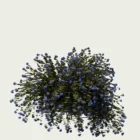 PLUMBAGO-AURICULATA-T4-dentelaire-du-cap-plante-studio-l4m-production-visuelle-vegetation-3d