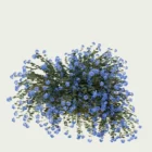 PLUMBAGO-AURICULATA-T4-dentelaire-du-cap-plante-studio-l4m-production-visuelle-vegetation-3d-optimized