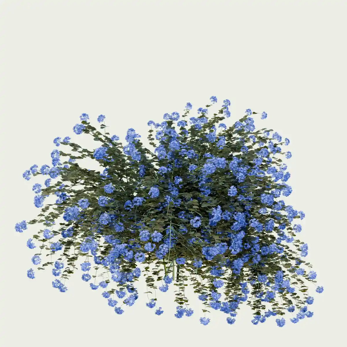 PLUMBAGO-AURICULATA-T4-dentelaire-du-cap-plante-studio-l4m-production-visuelle-vegetation-3d-optimized PLUMBAGO-AURICULATA-T4-dentelaire-du-cap-plante-studio-l4m-production-visuelle-vegetation-3d-optimized