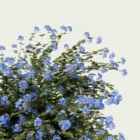 PLUMBAGO-AURICULATA-focus-dentelaire-du-cap-plante-studio-l4m-production-visuelle-vegetation-3d-optimized