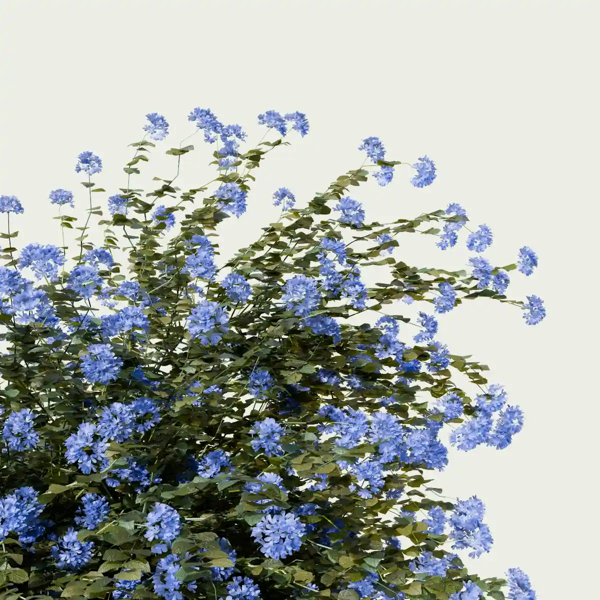 PLUMBAGO-AURICULATA-focus-dentelaire-du-cap-plante-studio-l4m-production-visuelle-vegetation-3d-optimized