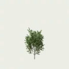 AMELANCHIER-CANADENSIS T1-amelanchier-canada-lumion-fbx-arbuste-vegetation-3d-studio-l4m