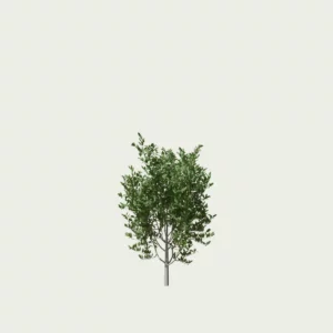 AMELANCHIER-CANADENSIS T1-amelanchier-canada-lumion-fbx-arbuste-vegetation-3d-studio-l4m