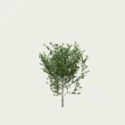 AMELANCHIER-CANADENSIS-T2-amelanchier-du-canada-lumion-fbx-arbuste-vegetation-3d-studio-l4m