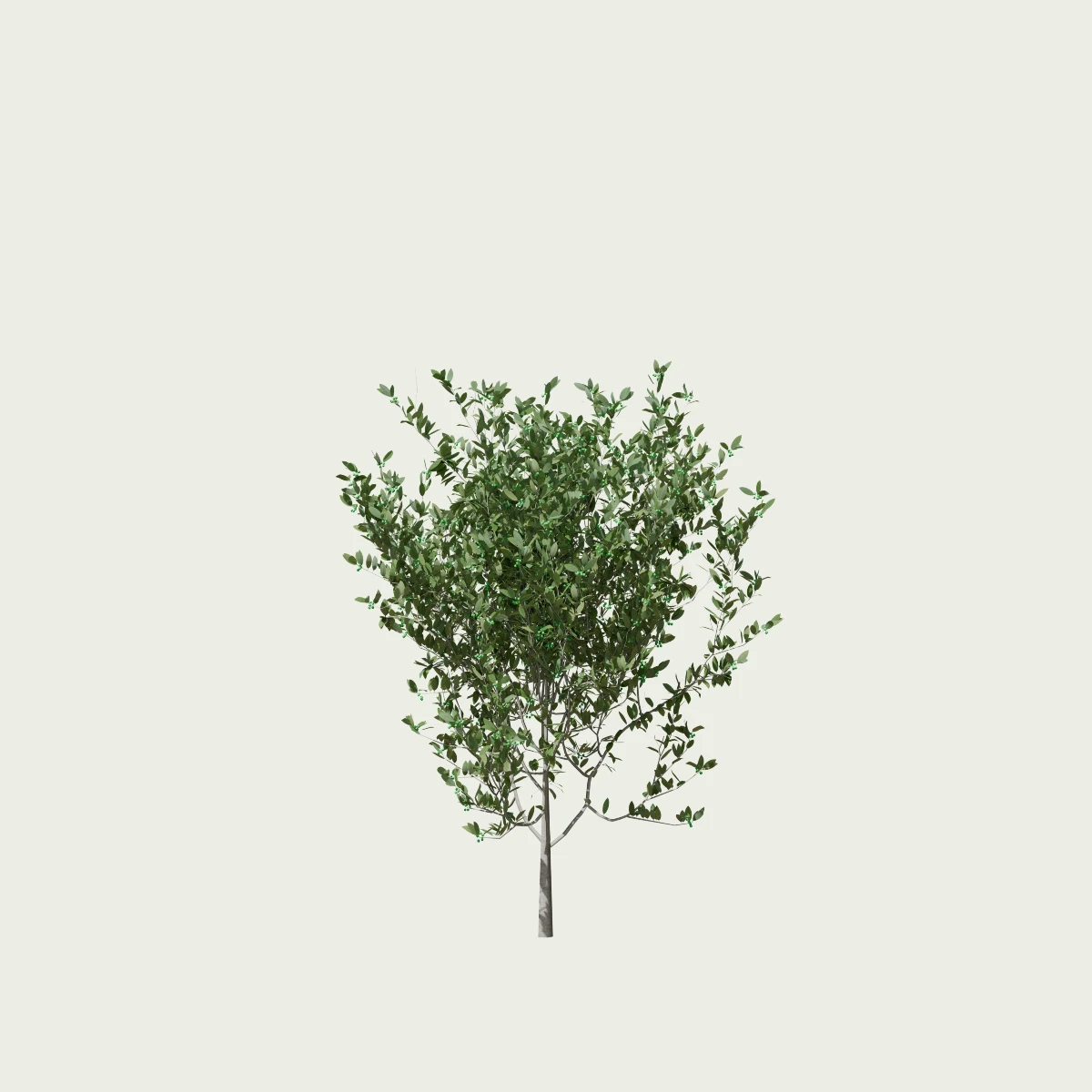 AMELANCHIER-CANADENSIS-T2-amelanchier-du-canada-lumion-fbx-arbuste-vegetation-3d-studio-l4m