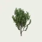 AMELANCHIER-CANADENSIS-T3-amelanchier-du-canada-lumion-fbx-arbuste-vegetation-3d-studio-l4m-arbuste-amelanchier-du-canada