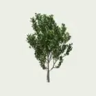 AMELANCHIER-CANADENSIS-T4-amelanchier-du-canada-lumion-fbx-arbuste-vegetation-3d-studio-l4m