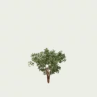ARBUTUS-ANDRACHNOIDES-T1-arbousier-grece-Lumion-fbx-vegetation-3d-studio-l4m-arbre