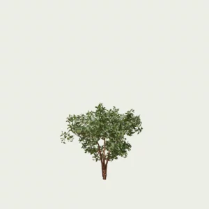 ARBUTUS-ANDRACHNOIDES-T1-arbousier-grece-Lumion-fbx-vegetation-3d-studio-l4m-arbre