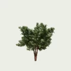ARBUTUS-ANDRACHNOIDES-T2-arbre-arbousier-grece-Lumion-fbx-vegetation-3d-studio-l4m-arbre