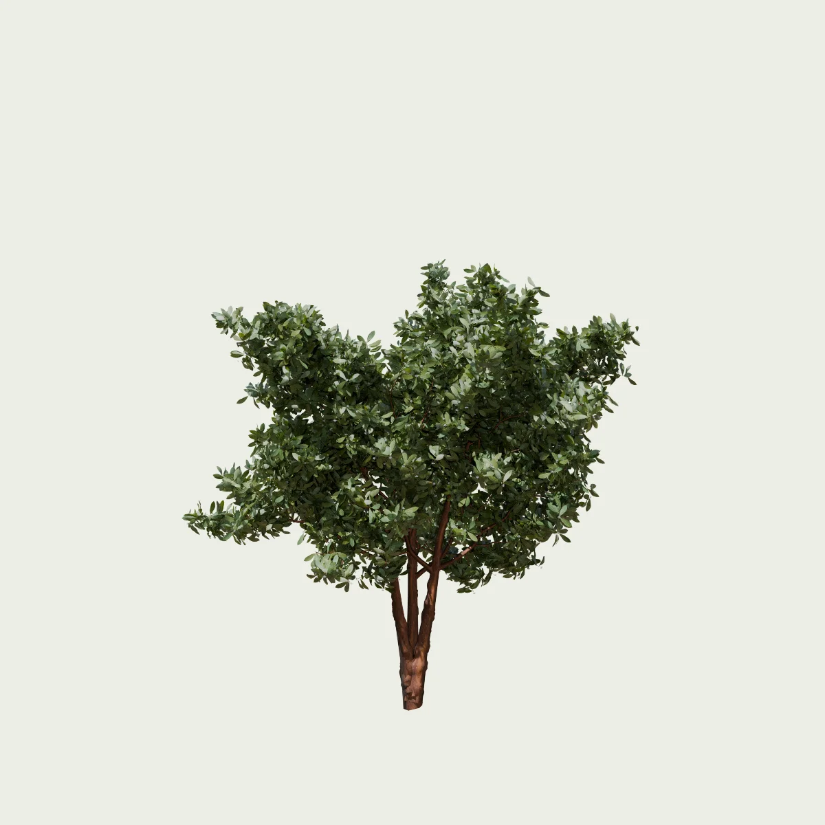 ARBUTUS-ANDRACHNOIDES-T2-arbre-arbousier-grece-Lumion-fbx-vegetation-3d-studio-l4m-arbre