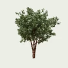 ARBUTUS-ANDRACHNOIDES-T3-arbre-arbousier-grece-Lumion-fbx-vegetation-3d-studio-l4m-arbre