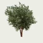 ARBUTUS-ANDRACHNOIDES-T4-arbre-arbousier-grece-Lumion-fbx-vegetation-3d-studio-l4m-arbre