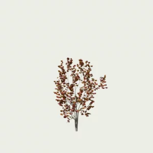 CERCIS-FOREST-PANSY T1-gainier-du-canada-arbre-vegetation-3d-studio-l4m-arbre-Lumion-fbx