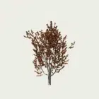 CERCIS-FOREST PANSY-T2-gainier-du-canada-vegetation-3d-Studio-l4m-arbre-Lumion-fbx