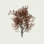 CERCIS-FOREST-PANSY-T3-gainier-du-canada-vegetation-3d-studio-l4m-arbre-fbx-Lumion
