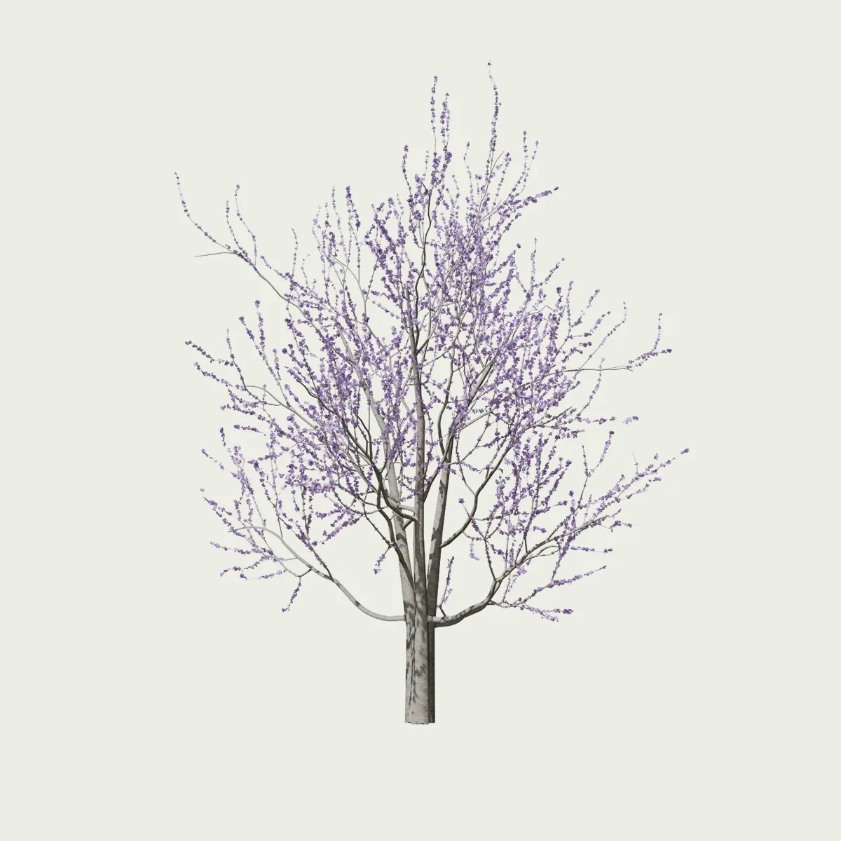 CERCIS-FOREST-PANSY-T4-gainier-du-canada-vegetation-3d-studio-l4m-vegetation-3d-arbre