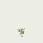 CHOISYA-TERNATA-T1-oranger-du-mexique-arbuste-lumion-fbx-studio-l4m-vegetation-3d