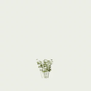 CHOISYA-TERNATA-T1-oranger-du-mexique-arbuste-lumion-fbx-studio-l4m-vegetation-3d