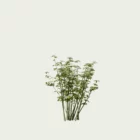 CHOISYA-TERNATA T2-oranger-du-mexique-arbuste-lumion-fbx-studio-l4m-vegetation-3d