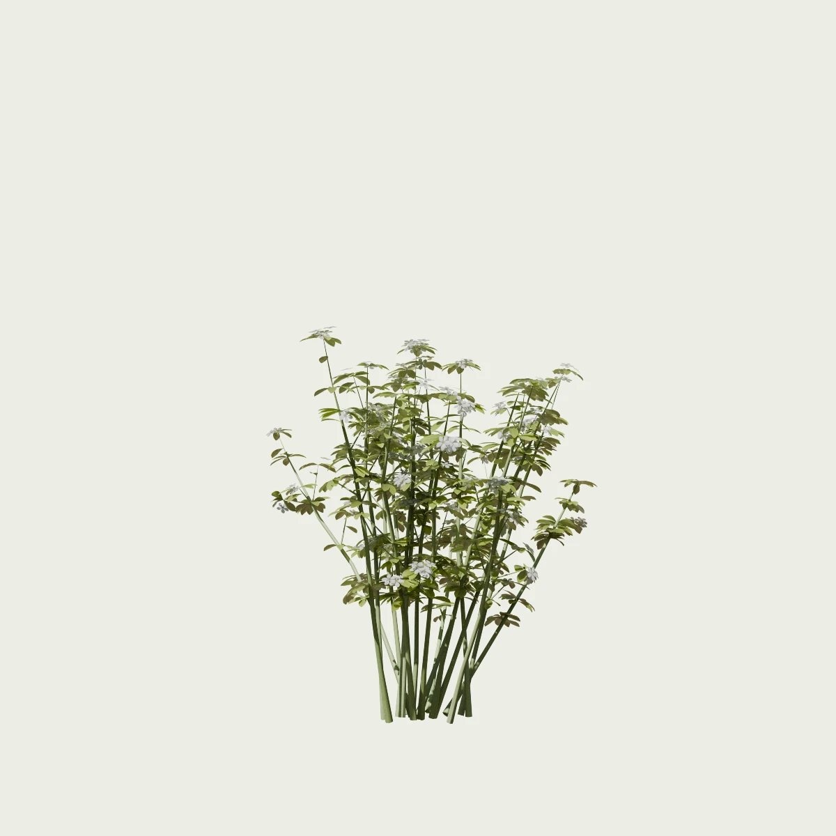 CHOISYA-TERNATA T2-oranger-du-mexique-arbuste-lumion-fbx-studio-l4m-vegetation-3d