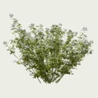 CHOISYA-TERNATA T4-oranger-du-mexique-arbuste-lumion-fbx-studio-l4m-vegetation-3d
