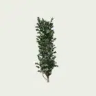 CLEMATIS -THE PRESIDENT -T1-clematite-the-presidente-vegetation-3d-studio-l4m-plante