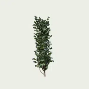 CLEMATIS -THE PRESIDENT -T1-clematite-the-presidente-vegetation-3d-studio-l4m-plante