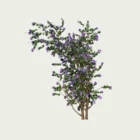 CLEMATIS -THE-PRESIDENT-T3-clematite-grimpante-plante-studio-l4m-production-visuelle-vegetation-3d-optimized
