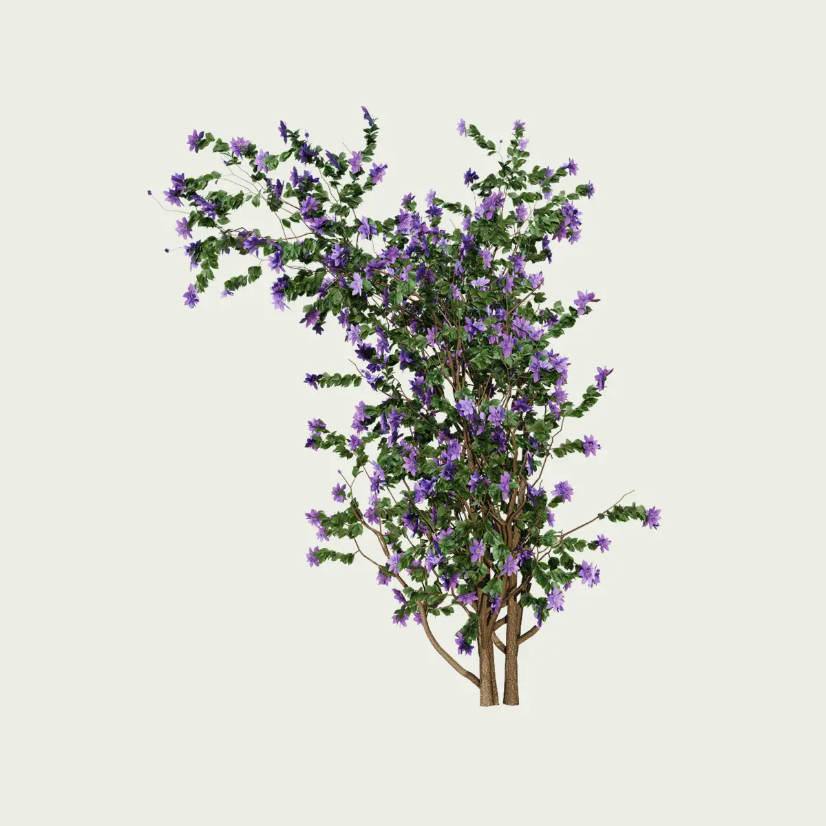 CLEMATIS -THE-PRESIDENT-T3-clematite-grimpante-plante-studio-l4m-production-visuelle-vegetation-3d-optimized