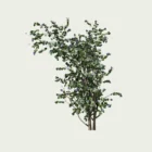 CLEMATIS -THE PRESIDENT-T3-vegetation-3d-studio-l4m-clematite-the-president-plante