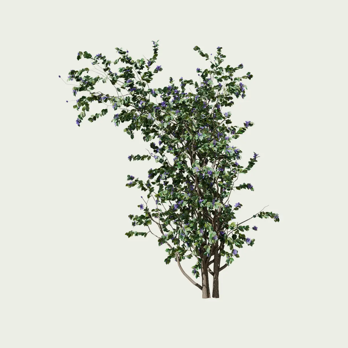 CLEMATIS -THE PRESIDENT-T3-vegetation-3d-studio-l4m-clematite-the-president-plante