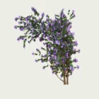 CLEMATIS -THE-PRESIDENT-T4-clematite-grimpante-plante-studio-l4m-production-visuelle-vegetation-3d-optimized