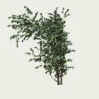 CLEMATIS -THE PRESIDENT-T4-vegetation-3d-clematite-the-president-studio-l4m-plante