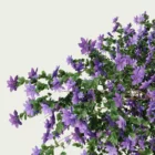 CLEMATIS -THE-PRESIDENT-focus-clematite-grimpante-plante-studio-l4m-production-visuelle-vegetation-3d