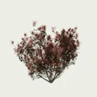 COTINUS - ROYALE-PURPLE-T1-arbre-a-perruques-arbuste-vegetation-3d-studio-l4m-fbx-lumion