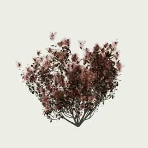 COTINUS - ROYALE-PURPLE-T1-arbre-a-perruques-arbuste-vegetation-3d-studio-l4m-fbx-lumion